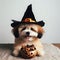 Cute puppy in witch hat with cookies and candy, Halloween trick or treats celebration, october celebration, generative ai