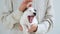 Cute Puppy yawning on hand