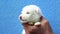 Cute Puppy yawning on hand. A newborn white puppy have sleeps feeling and yawning