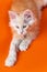 Cute purebred American Forest male kitten on orange background. Concept of breeding purebred cats