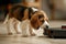 Cute purebred beagle puppy dog portrait on the living room laminate sniffing modern vacuum cleaner robot smart device while it