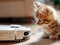 Cute purebred funny kitten explores modern vacuum cleaner robot smart device while cleaning living room laminate floor. Allergy