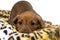 Cute purebred German Pinscher Puppy