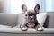 Cute purebred gray French bulldog puppy close up on gray sofa in well-lit, contemporary designed living room. With copy