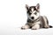 Cute purebred Husky puppy lies. Pedigree dog. Isolated on white background. With copy space. Mockup for design, greeting