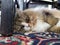 A Cute Purebred Ragamuffin Cat Resting