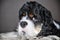 Cute purebred tricolor American Cocker Spaniel indoors close-up