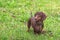 Cute purebred young dachshund of chocolate color with emphatic expressive eyes