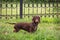 Cute purebred young dachshund dog of chocolate color with emphatic expressive eyes