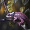 Cute purple chameleon on a branch, unusual lizard close-up,