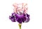 Cute purple and pink iris macro on an isolated white background.Watercolor.