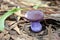 Cute purple toadstool