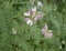 Cute Purple Wild Flowers