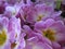 Cute purple and yellow Primrose flowers blooming in spring 2019