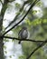 Cute Pygme owl in Bialowieza, Poland