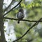 Cute Pygme owl in Bialowieza, Poland