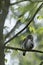 Cute Pygme owl in Bialowieza, Poland