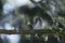 Cute Pygme owl in Bialowieza, Poland