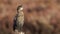 Cute Pygmy Cormorant Standing On Log