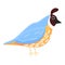 Cute quail icon, cartoon style