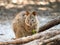 Cute quokka eating a leaf at sunset, Rottnest Island, Western Australia