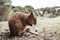 Cute quokka eating leaves on Rottnest Island, Western Australia.