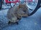 A cute quokka from Perth