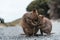 Cute quokkas on Rottnest Island, Western Australia. Animal family