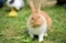 Cute rabbit, brown and white rabbit,