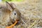 Cute rabbit bunny domestic pet eating carrot on hay. Rabbit farm