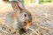 Cute rabbit bunny domestic pet eating carrot on hay. Rabbit farm