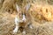 Cute rabbit bunny domestic pet on straw. Rabbit farm