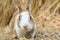 Cute rabbit bunny domestic pet on straw. Rabbit farm