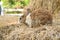 Cute rabbit bunny domestic pet on straw. Rabbit farm