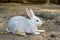 Cute rabbit bunny domestic pet on straw. Rabbit farm