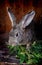 Cute rabbit in cage with grass, bun portrait, animals world