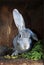 Cute rabbit in cage with grass, bun portrait, animals world, pets in a farm