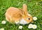 Cute rabbit eating