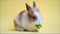 Cute rabbit eating green leaf