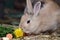 Cute rabbit eats fresh grass