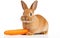 A Cute Rabbit Enjoying a Carrot on a White Background -Generative Ai