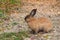 Cute rabbit finding for grass to eat