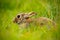 Cute rabbit with flower dandelion sitting in grass, animal in nature habitat, life in the meadow, Germany