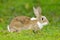 Cute rabbit with flower dandelion sitting in grass during Easter. Wildlife scene form nature. Animal behaviour at forest. Mammal i