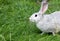 Cute Rabbit in Grass