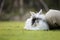 Cute Rabbit In Grass Field