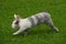 Cute Rabbit Jumping on Green Grass