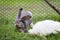 Cute rabbit jumping and playing in the meadow green grass. Friendship with easter bunny.