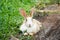 Cute rabbit lying down on the grass and soil in summer day