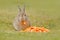 Cute rabbit with orange carrot sitting in the grass during Easter. Wildlife scene from nature. Mammal feeding vegetable on the spr